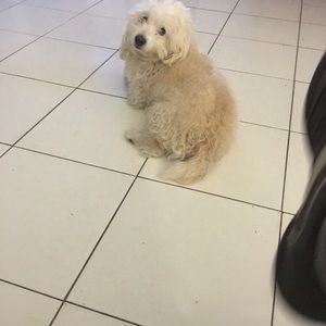 Meet your Posher, Alvaro